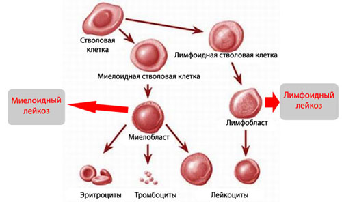 Гемопоэз и лейкозы